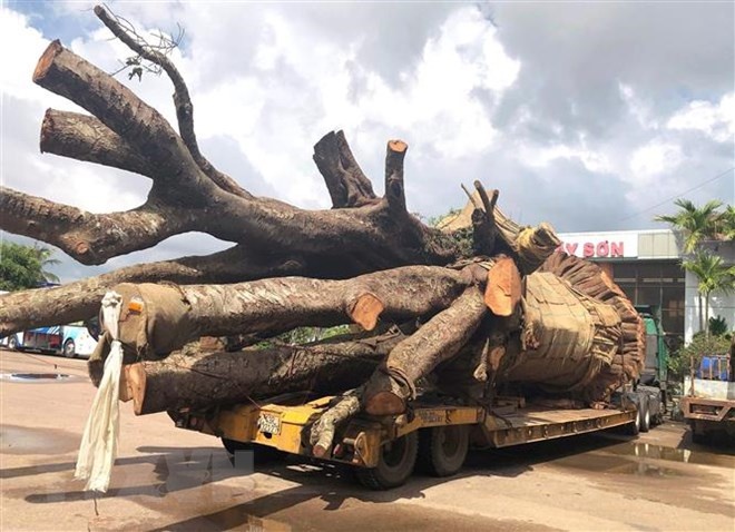 xe dau keo cho cay sieu khung anh 1