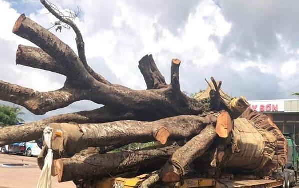 Xu phat vu xe dau keo cho cay 'sieu khung' tren Quoc lo 19 hinh anh