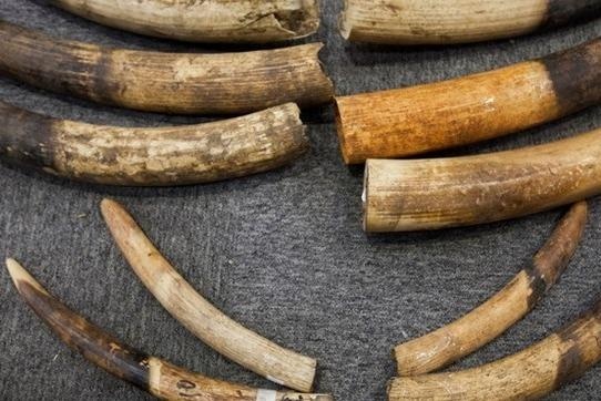 Truy to nguoi van chuyen nga voi sang Thai Lan hinh anh