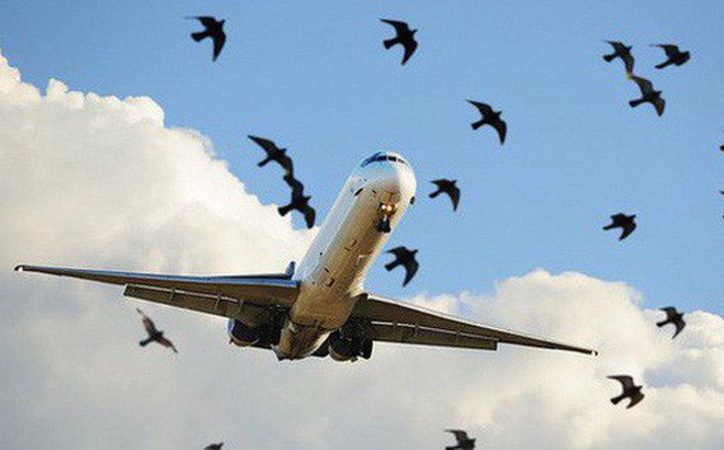 Ngan su co chim va dap uy hiep an toan bay cach nao? hinh anh