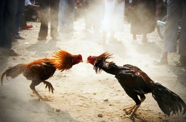 Con trai pho bi thu tinh uy to chuc da ga, danh bac hinh anh