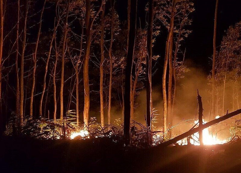 Dot ray lam chay 5 ha rung hinh anh