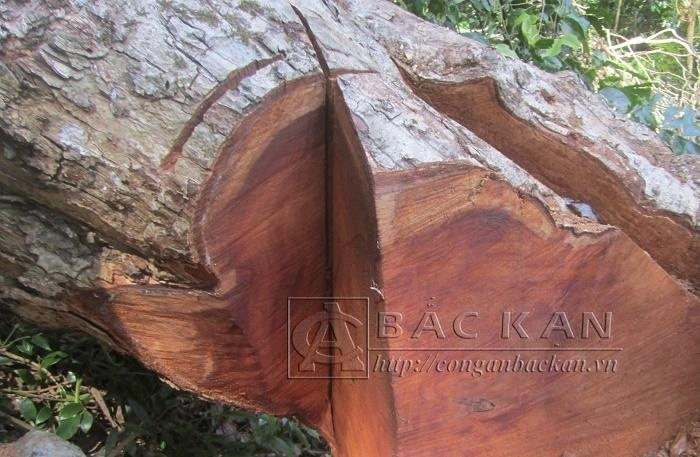 41 cây gỗ nghiến bị hạ sát ảnh 1 41 cay go nghien bi ha sat anh 1