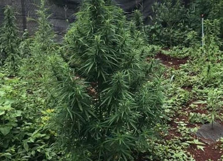 Phat hien hang chuc cay can sa trong tai quan karaoke va vuon nha hinh anh