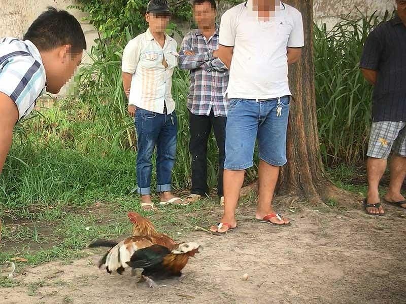 Soi dong soi ga vung ven TP.HCM: Tu da ga qua mang den truong ga that hinh anh