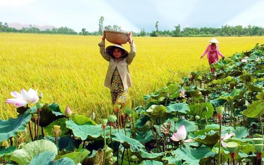 Ket noi nong dan thoi 4.0: Hoc hoi mo hinh 'Tan que Hoi quan'? hinh anh