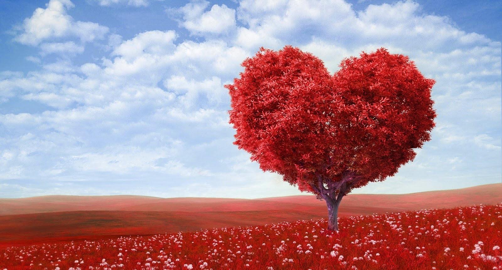 Bai ca yeu thuong ve trai tim hinh anh