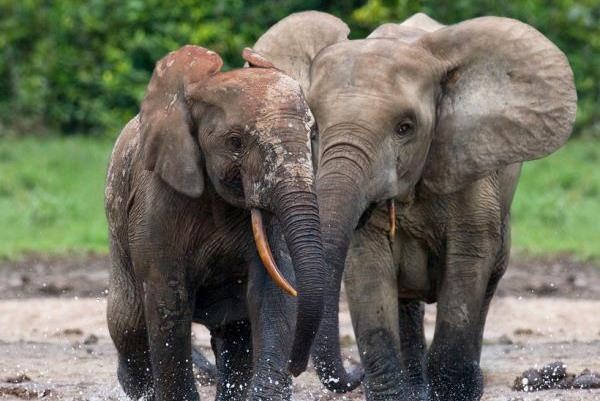 Voi rung lien tiep pha hoai hoa mau cua nguoi dan hinh anh