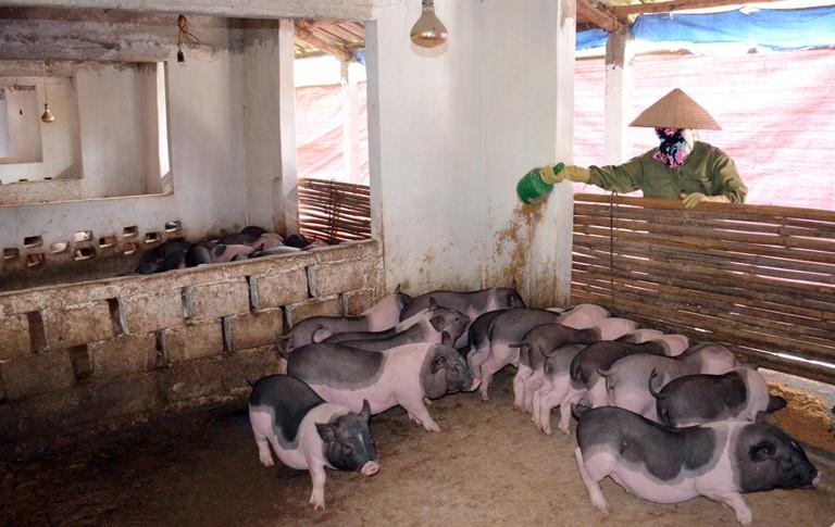 Dong Thap dung Zalo huong dan dan tai dan heo hau dich ta chau Phi hinh anh