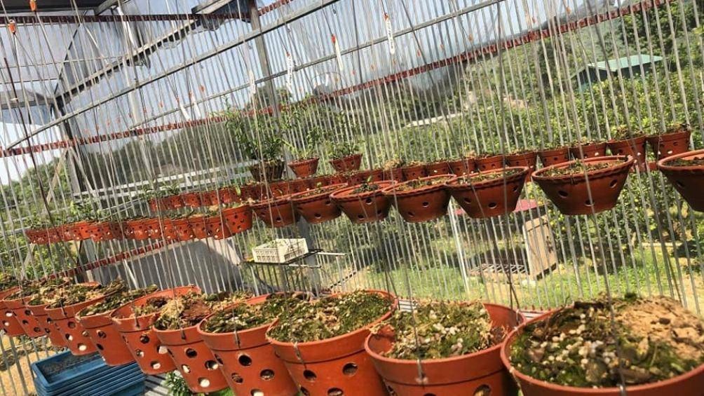 Dieu tra vuon lan gia tri gan 3 ty bi mat trom o Hoa Binh hinh anh