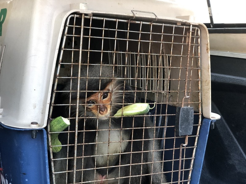 Bat 2 nguoi van chuyen vooc cha va chan xam hinh anh