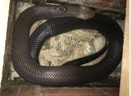 Khoi to nam thanh nien van chuyen ran ho mang chua hinh anh