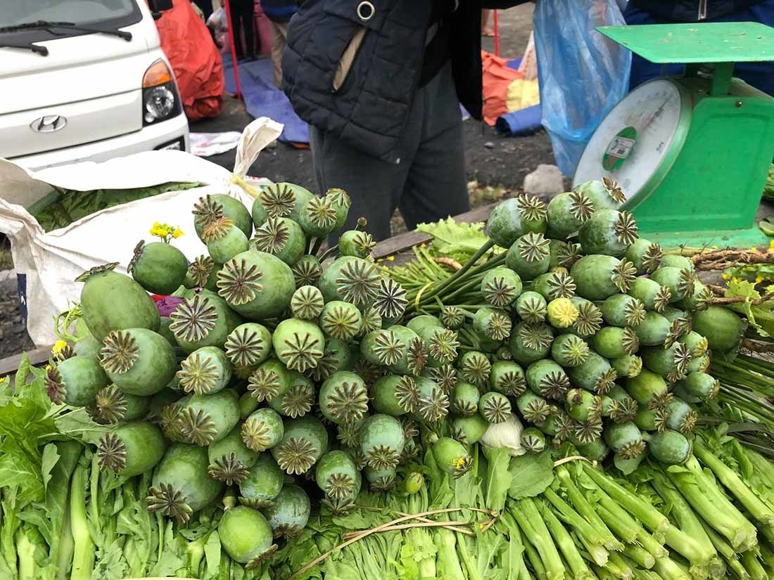 Cay thuoc phien ban nhu rau o cho vung bien Viet - Lao hinh anh