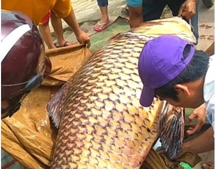 đánh bắt cá hô ảnh 1 danh bat ca ho anh 1