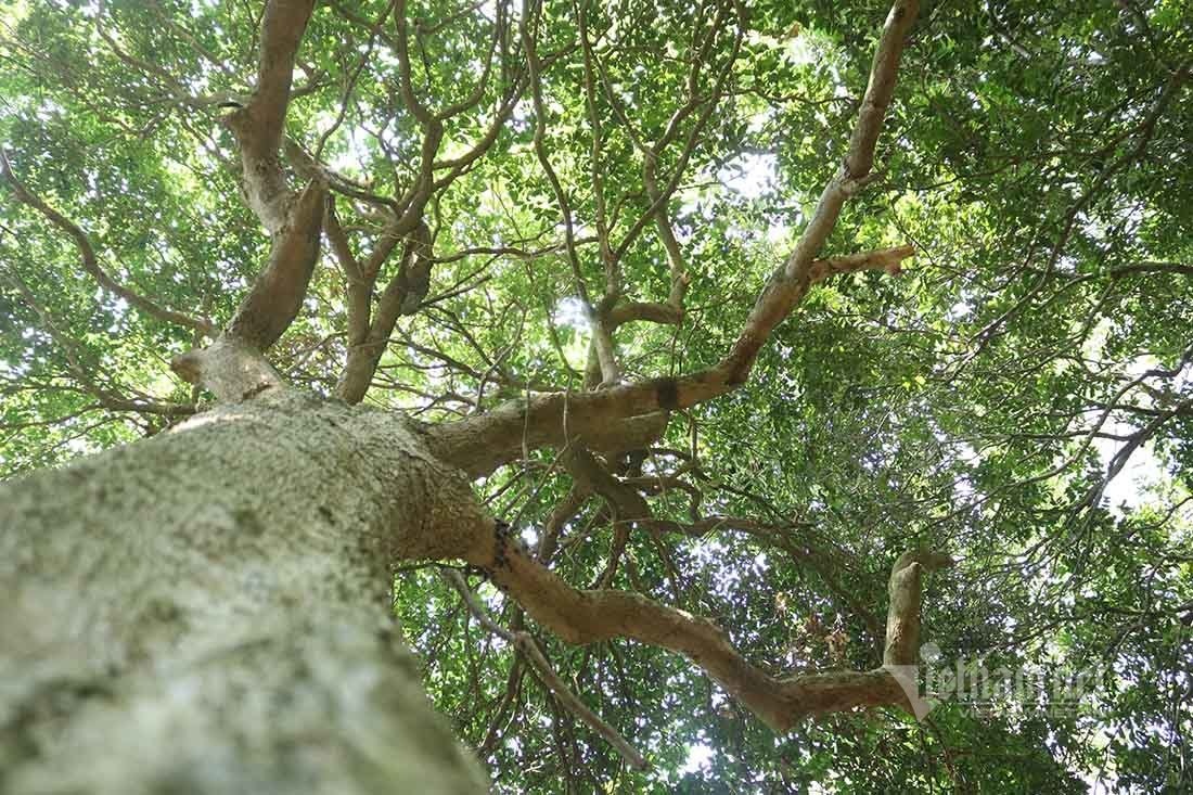 bi an rung lim co thu anh 6