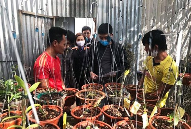 Khoi to nhom trom 150 chau lan tri gia hang ty dong hinh anh