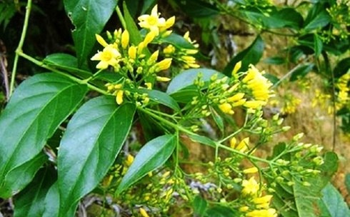 Hai nu sinh ru nhau an la ngon tu tu roi goi dien nguoi than cuu hinh anh