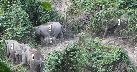 phat hien dan voi rung anh 1