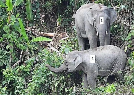 Lan dau phat hien dan voi co ca voi con o Quang Nam hinh anh