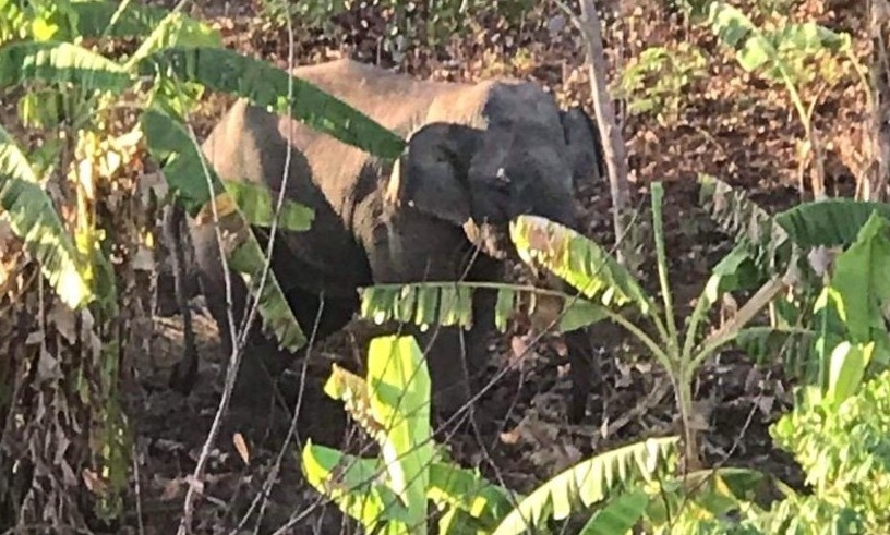 Voi rung pha hoa mau cua nguoi dan o Dak Lak hinh anh