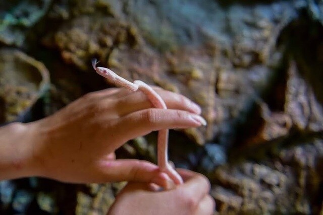 Dang dieu tra vu ran canh xuat hien tren may bay tai Tan Son Nhat hinh anh