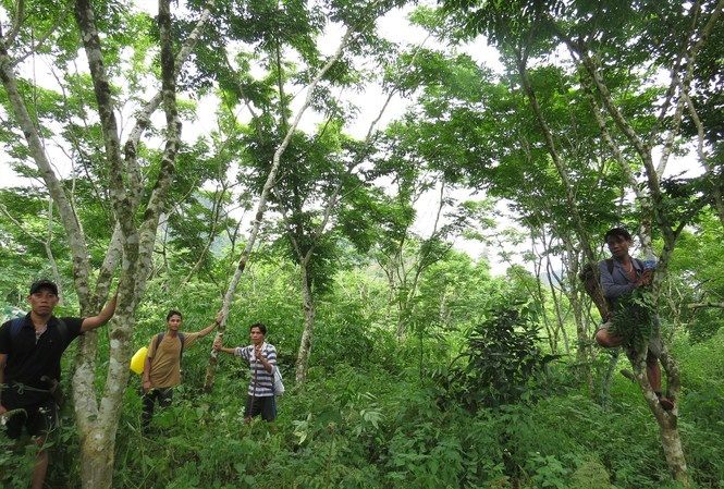 Vuon quoc gia Phong Nha - Ke Bang anh 1