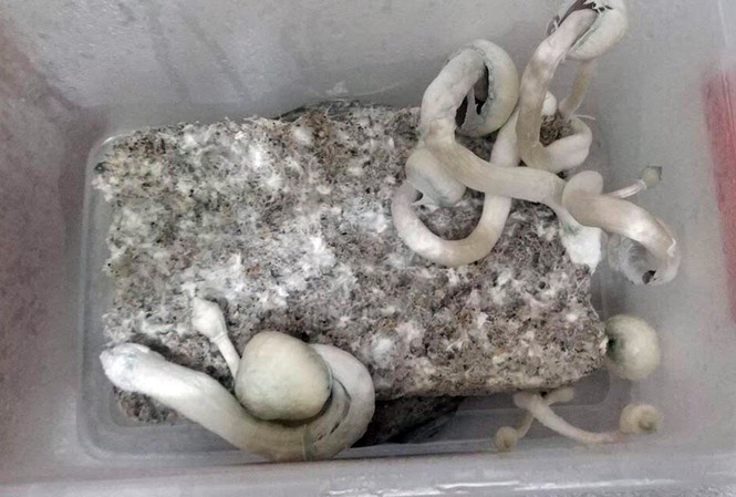 Can sa, nam 'than' bua vay gioi tre: Nhung nguoi lac loi hinh anh