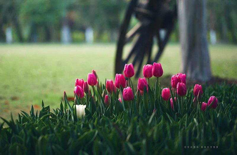 Gieo trong nhung bong hoa trong khu vuon tam tri hinh anh