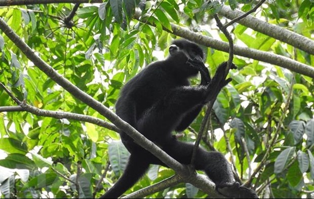 Vooc gay trang tan cong 12 nguoi di duong hinh anh