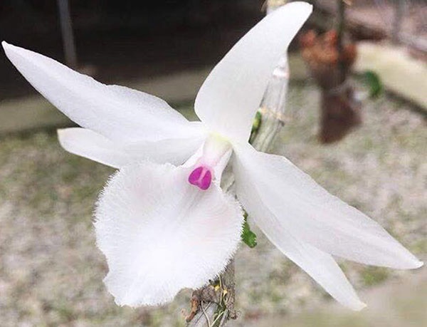 Bo gan 1 ty mua lan dot bien, 4 nguoi nhan cai ket dang hinh anh