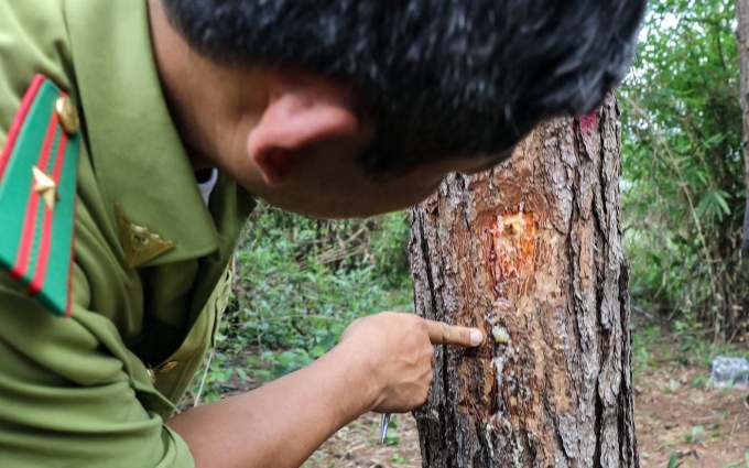 Linh an tu vi huy hoai rung thong hinh anh