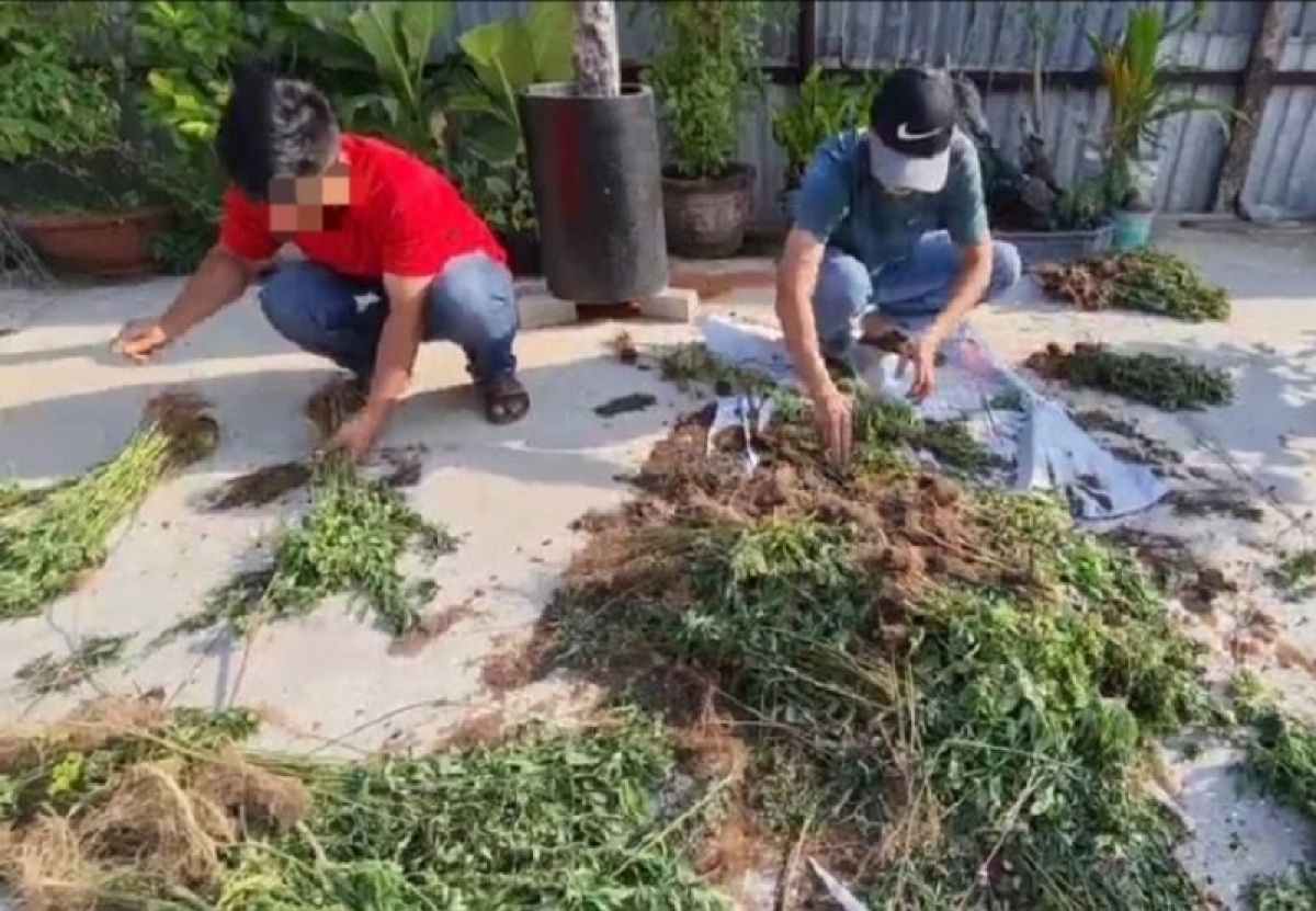 trong can sa trong nha anh 1