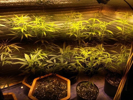 Nguoi dan ong Canada trong gan 500 cay can sa o Phan Thiet hinh anh