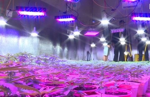 Lap den led chieu tia cuc tim de trong can sa hinh anh