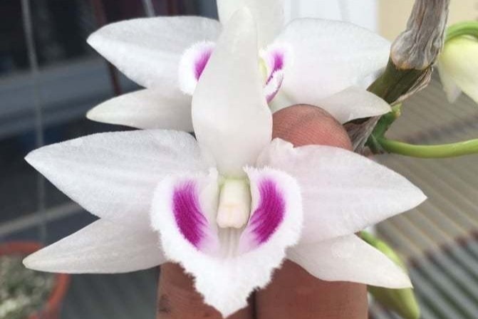 Bi mat cua nhung thuong hieu lan dot bien tien ty hinh anh