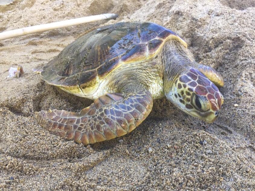Hai nguoi van chuyen trai phep rua bien bi xu muc an cao nhat hinh anh