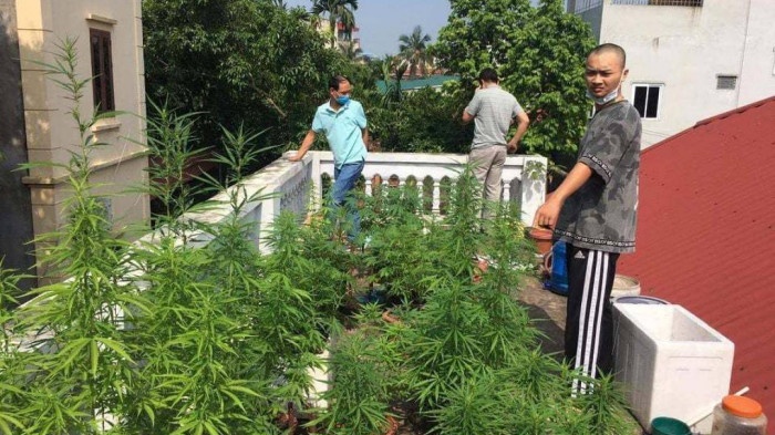 Vuon can sa tren noc mot ngoi nha o Ha Noi hinh anh