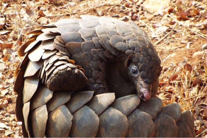 Triet pha duong day buon ban vay te te lon nhat tu truoc den nay hinh anh