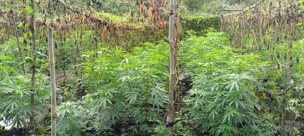 Trong can sa trong ray anh 1