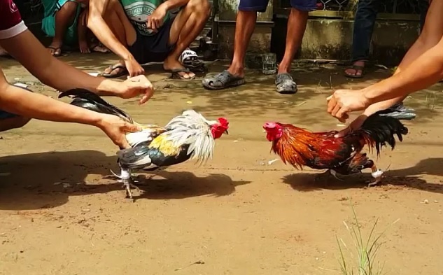 Dot kich truong ga 'nup bong' trang trai hinh anh