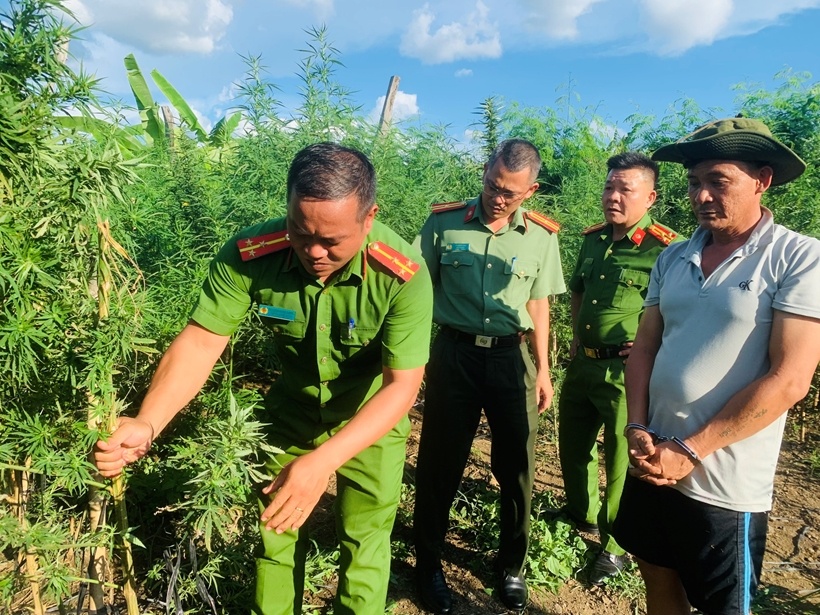 Trong vuon can sa de phong benh cho bo hinh anh