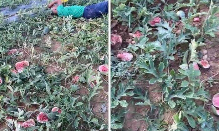 5 thanh nien pha nat ruong dua hau vi bi nhac nho khi di an trom hinh anh