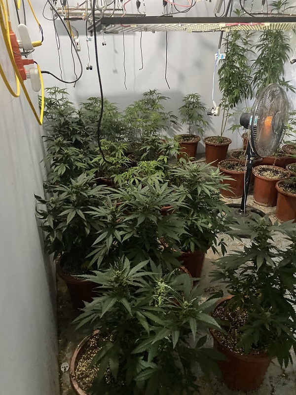 Trong hang chuc cay can sa anh 1