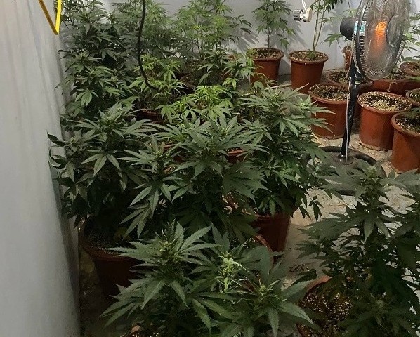 Trong hang chuc cay can sa tren tang 2 hinh anh