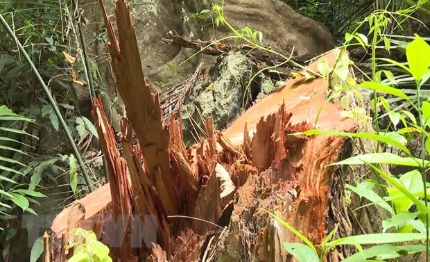 Bat 4 can bo kiem lam, quan ly rung phong ho hinh anh