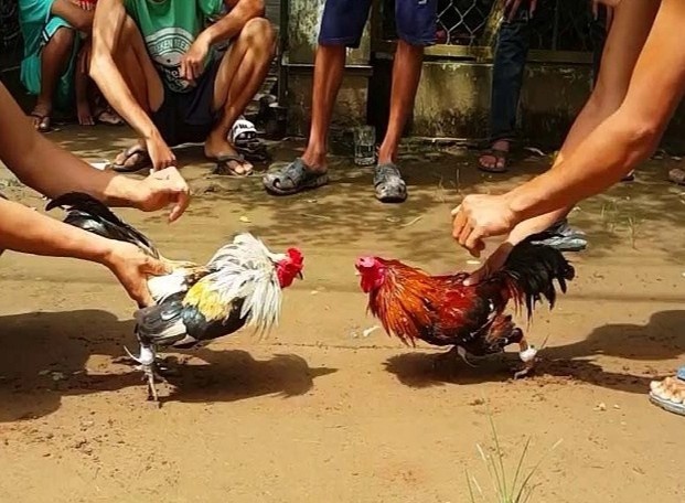 Bat qua tang 35 doi tuong trong vu pha truong ga hinh anh