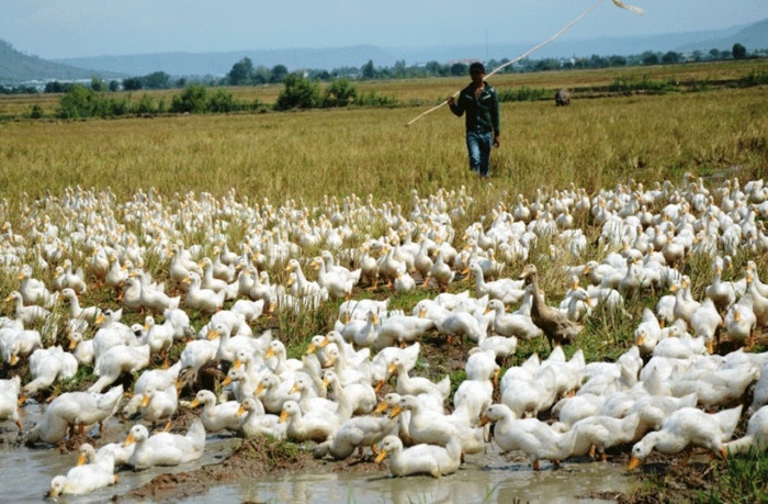 Khoi to vu dap chet hon 100 con vit pha lua hinh anh