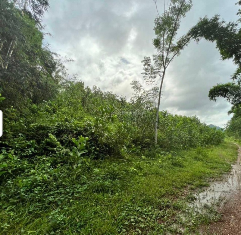 sat hai tinh dich anh 2