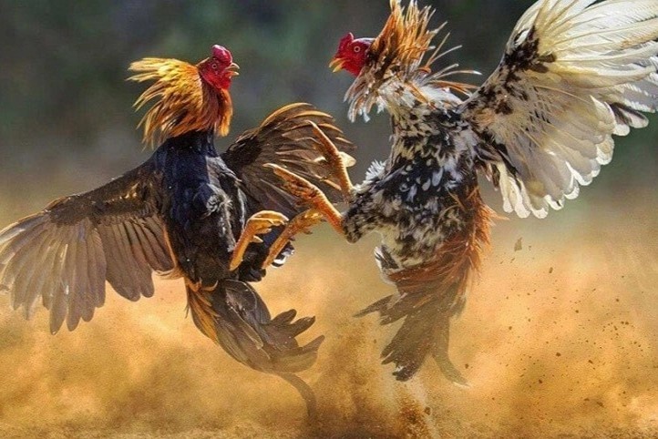 Hua thuong 200 trieu dong cho nguoi phat hien ke trom dan ga quy hinh anh