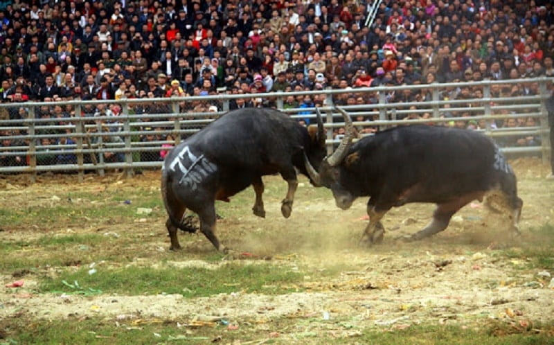 Xem xet dau hieu vi pham hinh su viec mo soi choi trau trai phep hinh anh